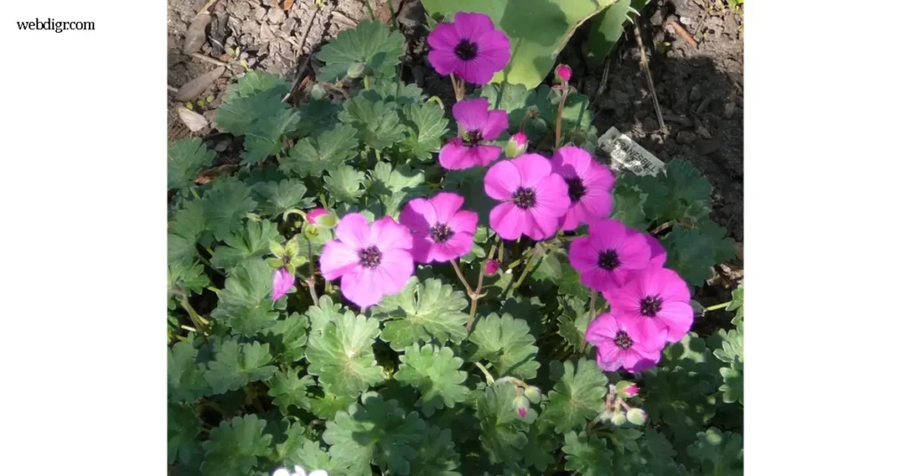 Geranium Dwarf กำลังได้รับความสนใจ ในวงการพืชสวน เจอราเนียม แคระ กำลังกลายเป็นไม้ดอกที่ถูกพูดถึงอย่างมากในวงการพืชสวยงามช่วงปลายปีนี้ ด้วยรูป