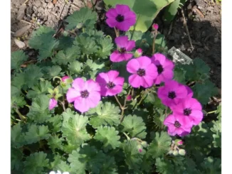 Geranium Dwarf