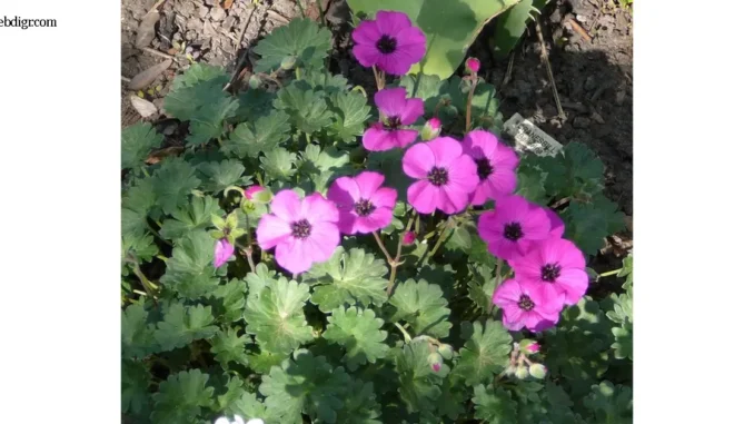 Geranium Dwarf