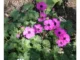 Geranium Dwarf