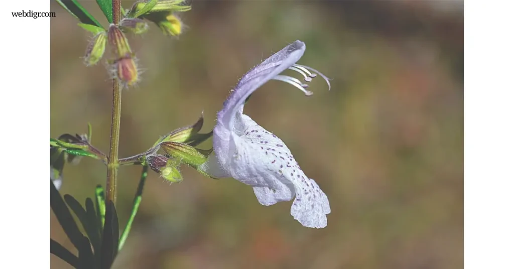 Large Flower False Rosemary หรือไม้พุ่มดอกใหญ่ที่มีรูปลักษณ์คล้ายโรสแมรี กำลังกลายเป็นประเด็นที่ได้รับความสนใจในแวดวงพฤกษศาสตร์และการอนุรักษ์