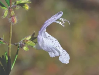 Large Flower False Rosemary