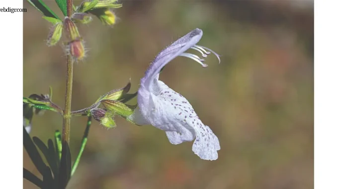 Large Flower False Rosemary