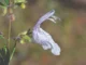 Large Flower False Rosemary