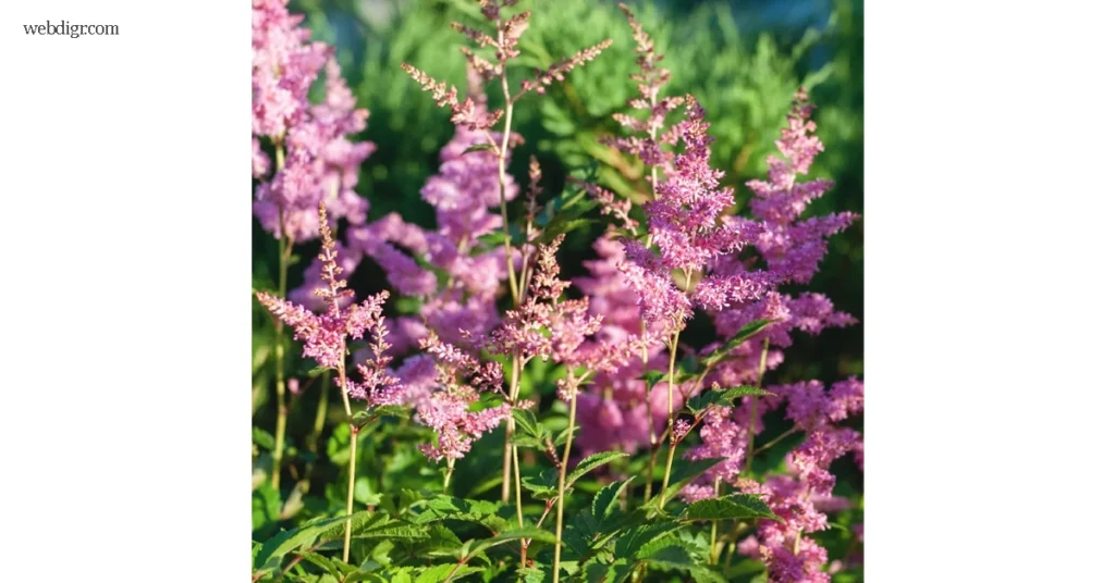 Astilbe japonica