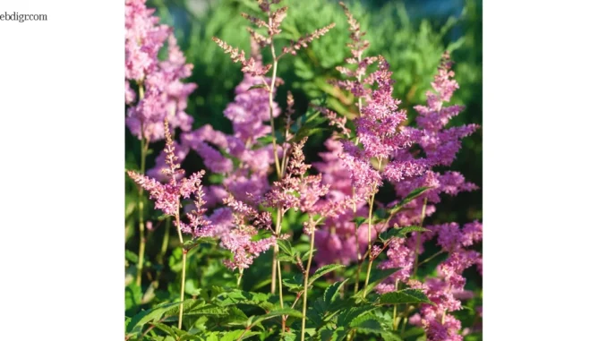 Astilbe japonica