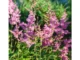 Astilbe japonica