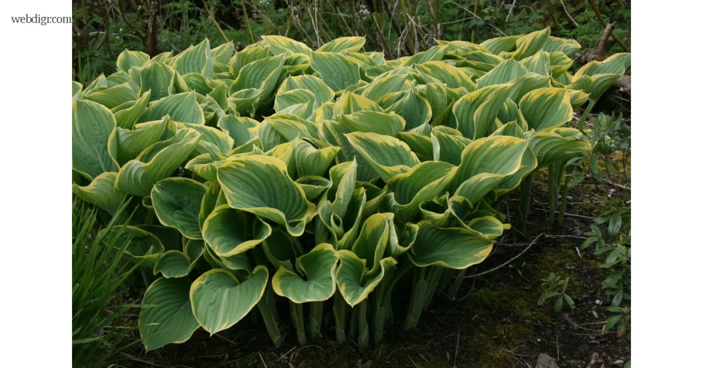 Hosta Sagae
