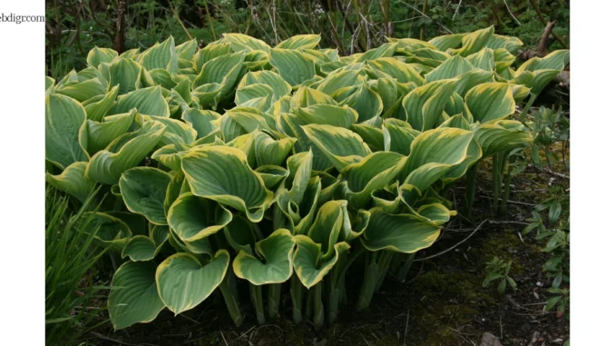 Hosta Sagae