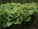 Hosta Sagae
