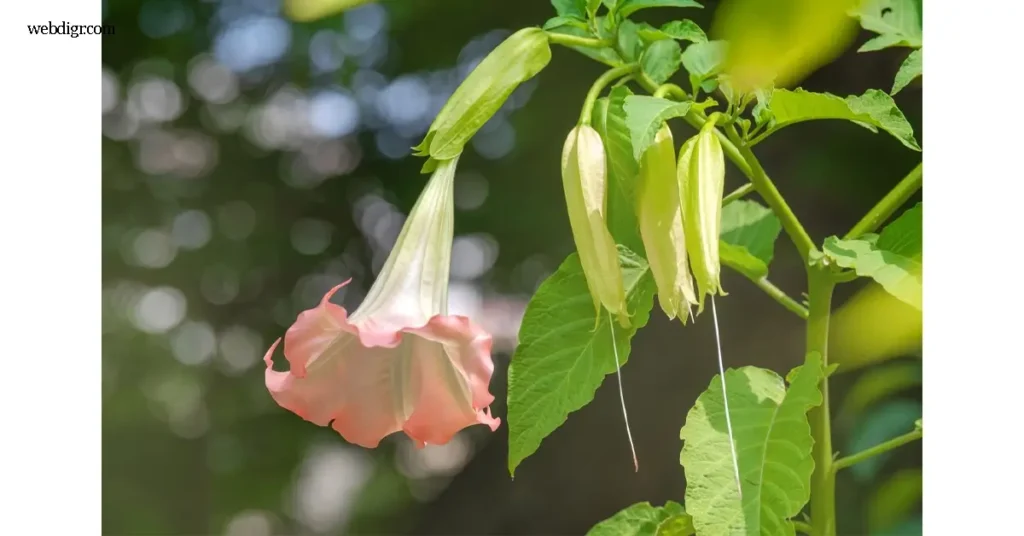 Angel Trumpet