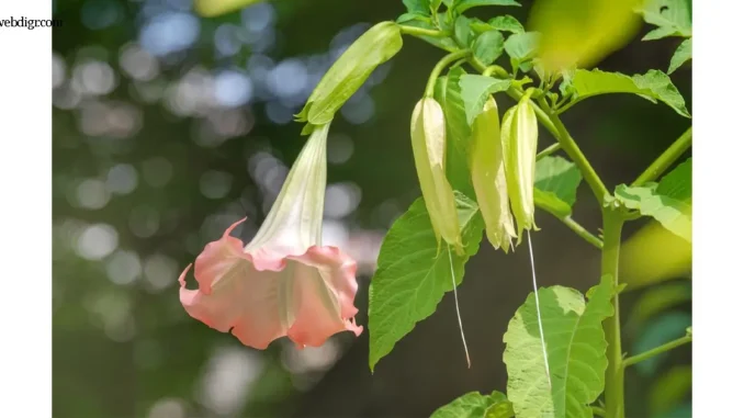 Angel Trumpet