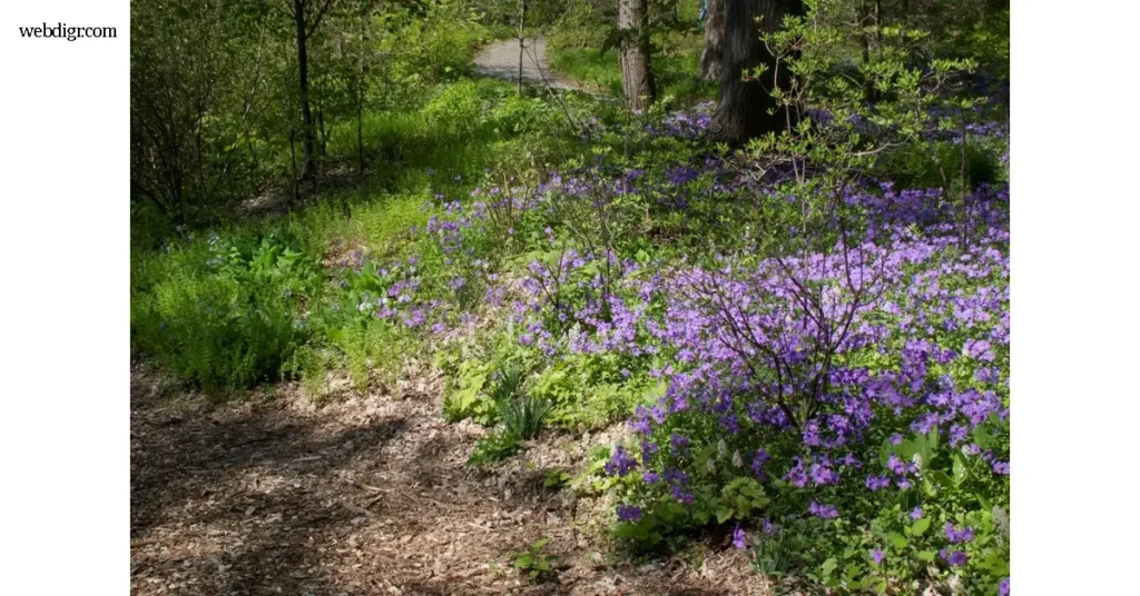 พืชคลุมดิน Groundcovers เสน่ห์ของความเขียวที่ฟื้นฟู พืชเป็นองค์ประกอบที่ได้รับความสนใจเพิ่มขึ้นอย่างต่อเนื่องในงานจัดสวนยุคใหม่ เพราะนอกจากจะ