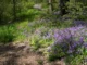 พืชคลุมดิน Groundcovers