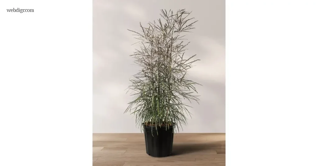 วงการไม้ประดับ Schefflera