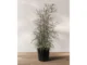 วงการไม้ประดับ Schefflera