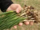 เรื่องราวของ Wild Onion