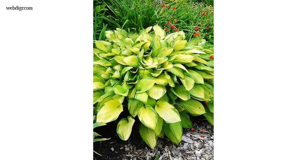 โฮสตา Hosta Gold