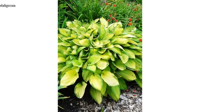 โฮสตา Hosta Gold