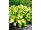 โฮสตา Hosta Gold