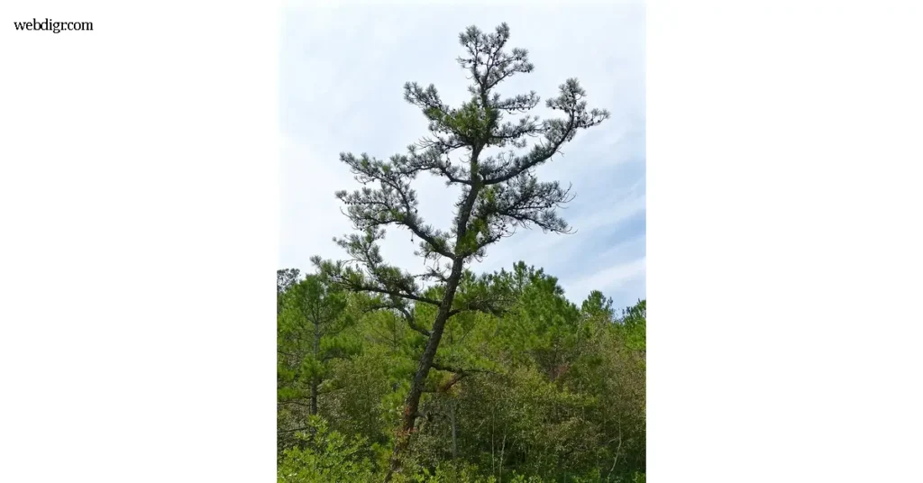 pondii