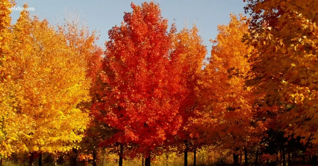 Trees with the Best Fall