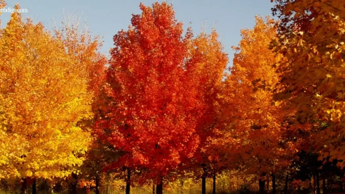 Trees with the Best Fall