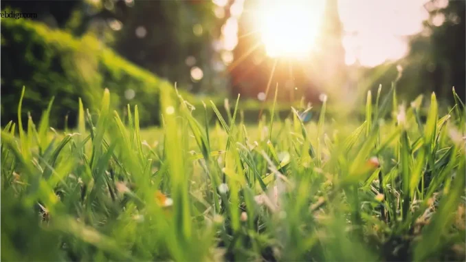 เติมชีวิตให้ฤดูใบไม้ผลิ Better Spring ด้วยพลังต้นไม้