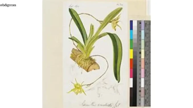 acranthus