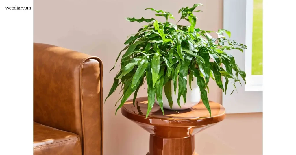 Kangaroo Paw Fern