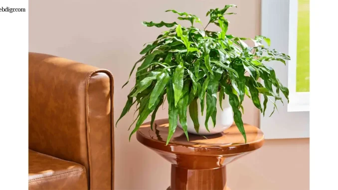 Kangaroo Paw Fern