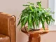 Kangaroo Paw Fern