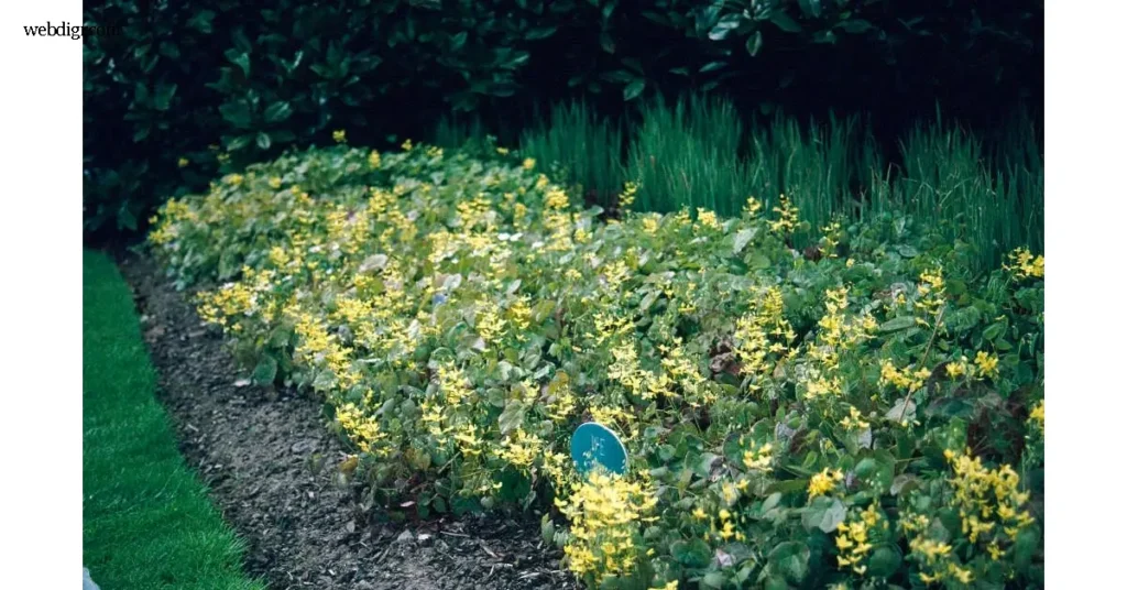 Perralchcum
