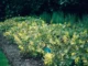 Perralchicum