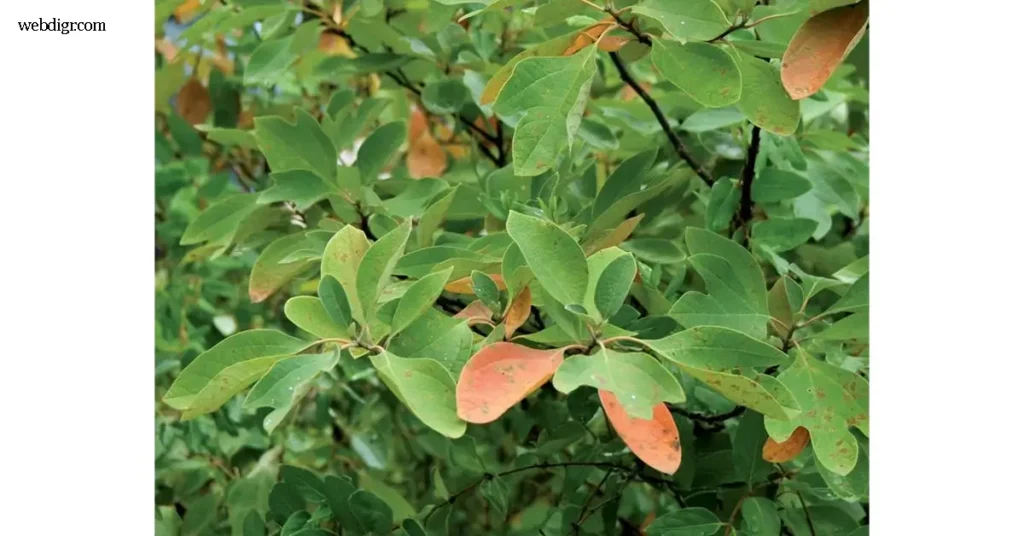 Lauraceae