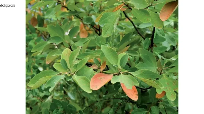 Lauraceae