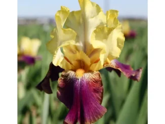 เสน่ห์ Reblooming Iris