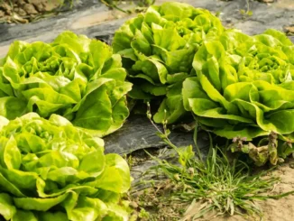Extending the Lettuce