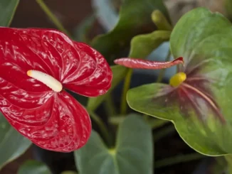 Tropical Plants