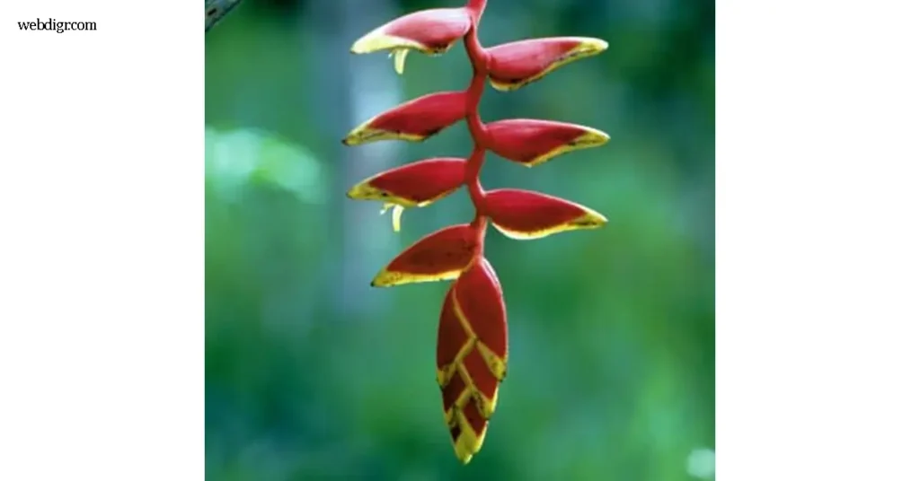 เสน่ห์ Heliconia
