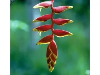 เสน่ห์ Heliconia