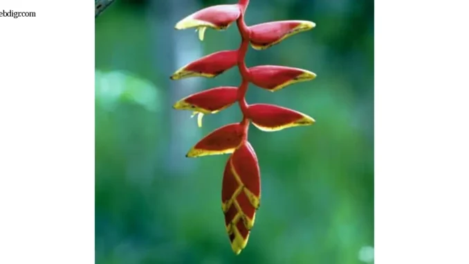 เสน่ห์ Heliconia