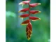 เสน่ห์ Heliconia
