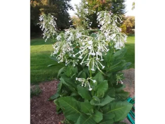 Nicotiana flowering